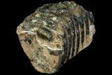 Partial Southern Mammoth Molar - Hungary #111884-4